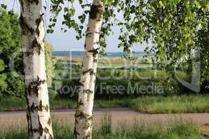 Landschaft mit Birken