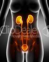 Anatomy of female RENAL system x-ray view