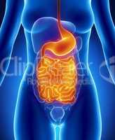 Female GUTS and STOMACH anatomy anterior x-ray view