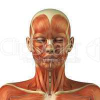Anatomy of female head muscular system