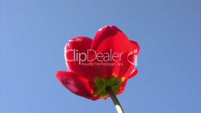 Red tulip in  spring sunny day