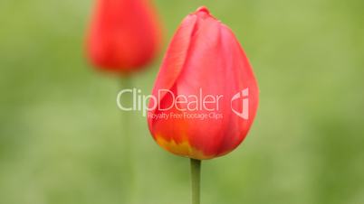 Two red tulips on wind - vertical panning