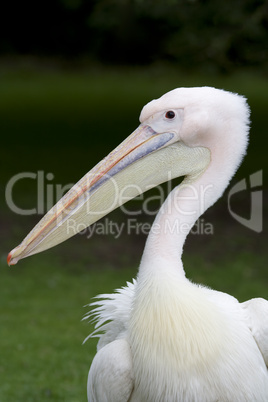 Great White Pelican