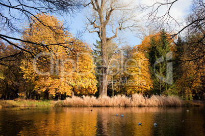 Lazienki Park Autumn Scenery