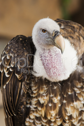 Griffon Vulture