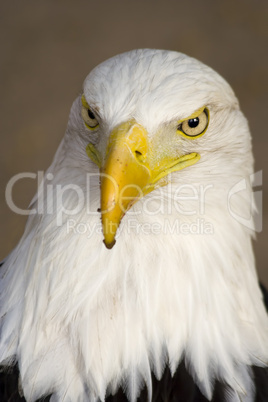 American Bald Eagle