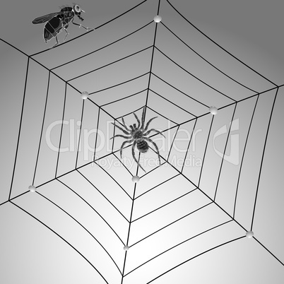 spider fly and web