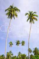 Coconut Palm Trees Grove