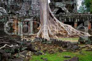 Ta Prohm Temple Ruins