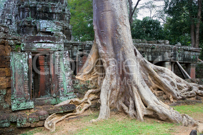 Ta Prohm Temple in Cambodia