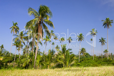 Coconut Palm Trees Grove