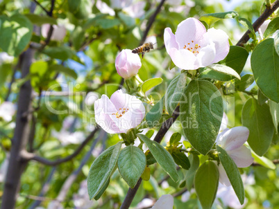 bee sits on a flower of a quince