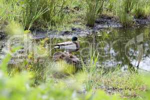 Duck - Anatidae - Ente - Anatidae