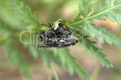 Grey flesh flies - Graue Fleischfliegen