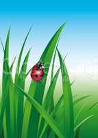 Ladybug in the grass