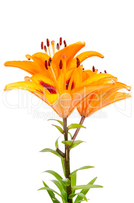 Orange lilies