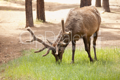 Beautiful Elk with New Antlers Grazing