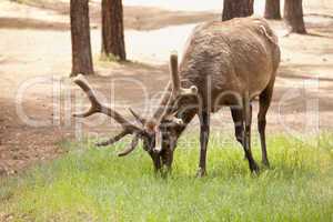 Beautiful Elk with New Antlers Grazing