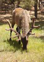 Beautiful Elk with New Antlers Grazing