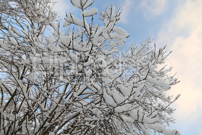 Frozen branch