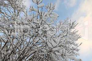 Frozen branch