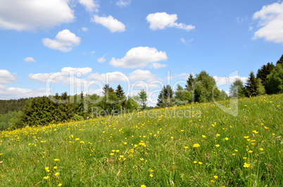 Landschaft Blumenwiese  Himmel