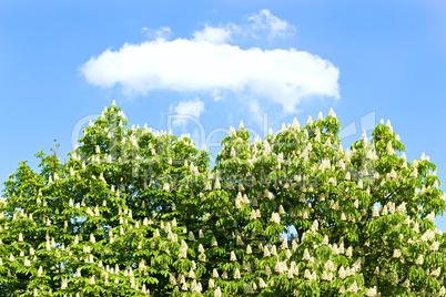 chestnut with white flowers against the sky