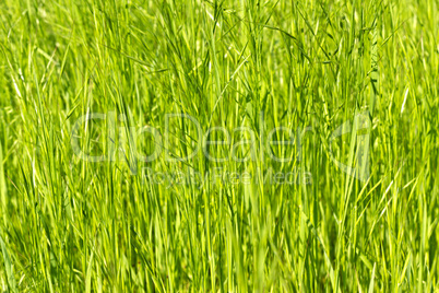 young green grass as a background