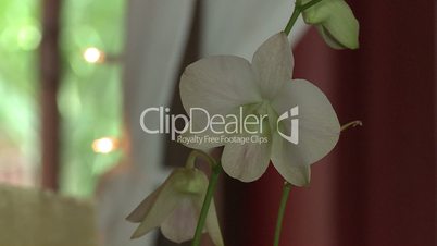 Weiße Orchidee in voller Blüte