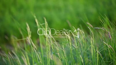 Green grass soft focus