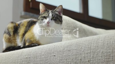 Female cat sitting on scratched sofa