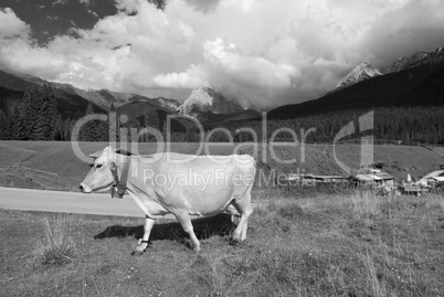 Grazing Animals on Dolomites Meadows, Italy