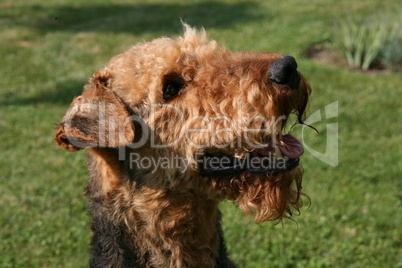 Airedale-Terrier