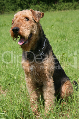 Airedale Terrier