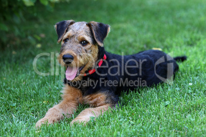 Airedale Terrier-Welpe