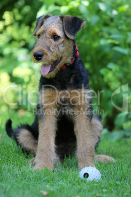 Airedale Terrier-Welpe