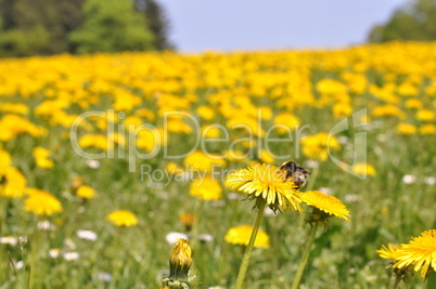 Hummel auf Löwenzahnblüte