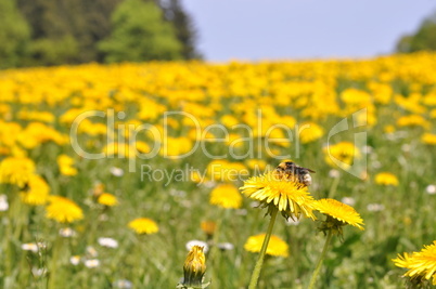 Hummel auf Löwenzahnblüte