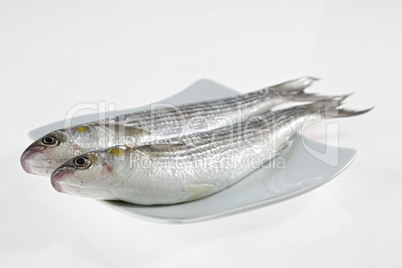 Two fish on white plate