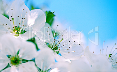 Apfelblüten im Frühling