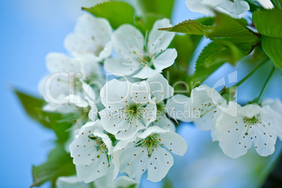 Apfelblüten im Frühling