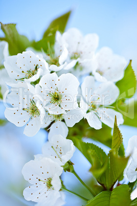 Apfelblüten im Frühling