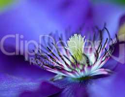 Blaue Clematis