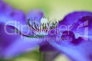 Blaue Clematis