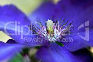 Blaue Clematis