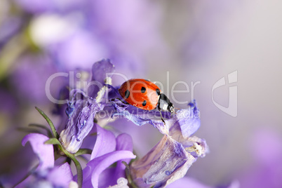Marienkäfer auf lila Glockenblumen