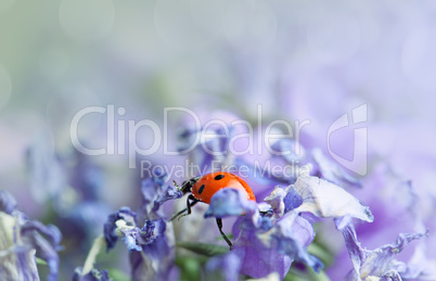 Marienkäfer auf lila Glockenblumen