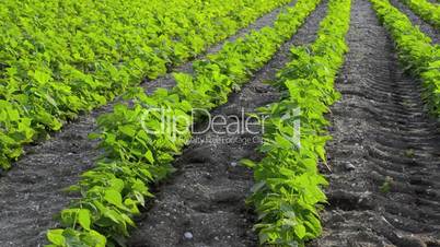 Green beans field