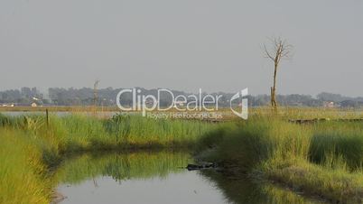 Grass and water landscapeLong grass on wind and water landscape.