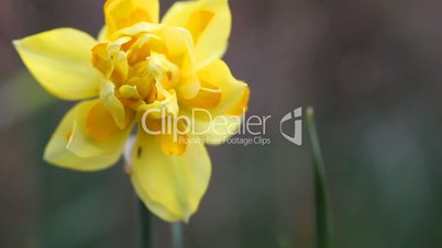 flowers in the garden